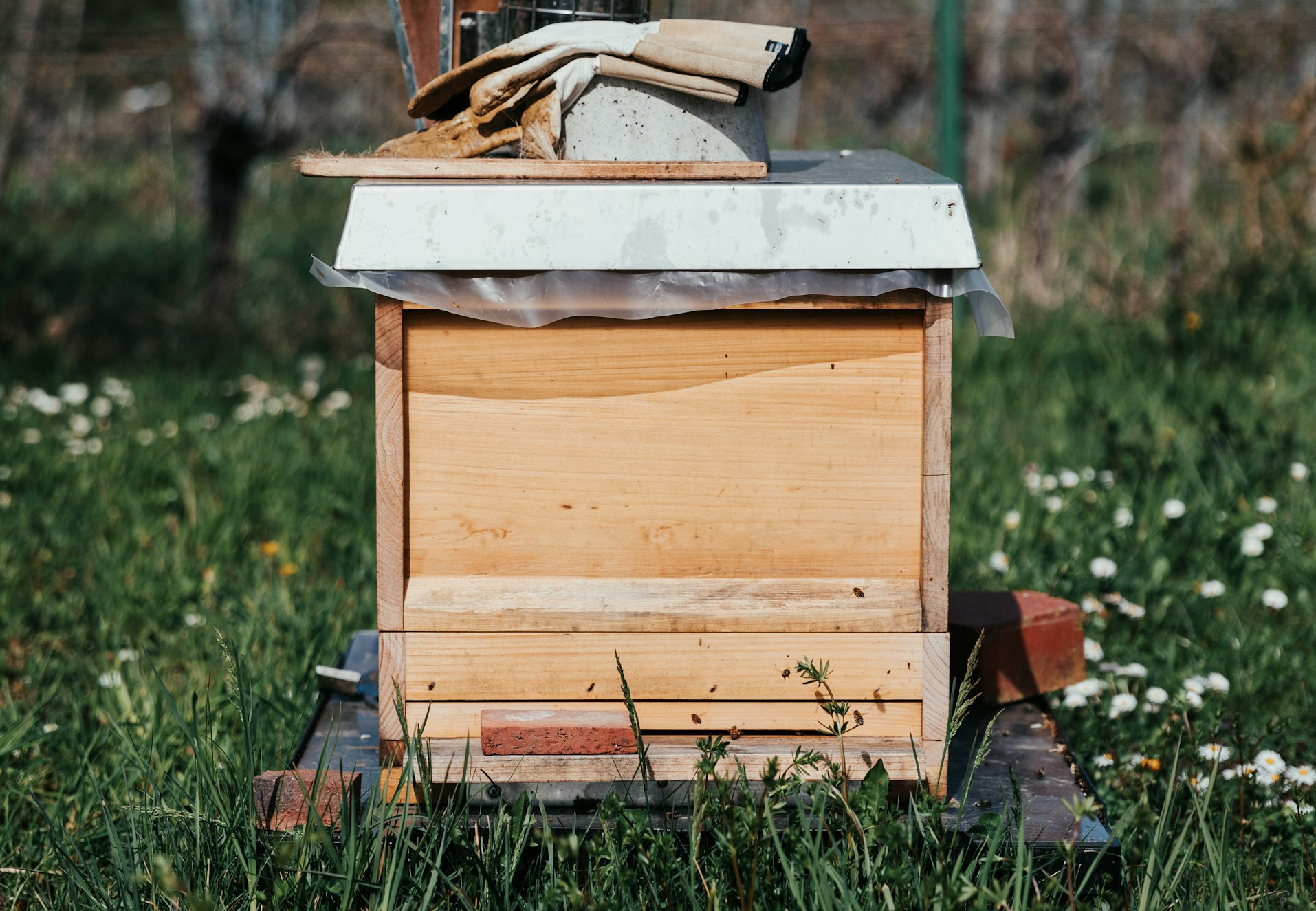 Bee Nest